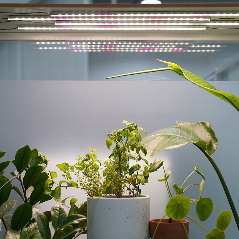ICLE 植物育成LEDバー フルスペクトル Samsung LEDチップ搭載 観葉植物 室内栽培 水耕栽培 家庭菜園 棚下 簡単取り付け 省エネ 韓国製