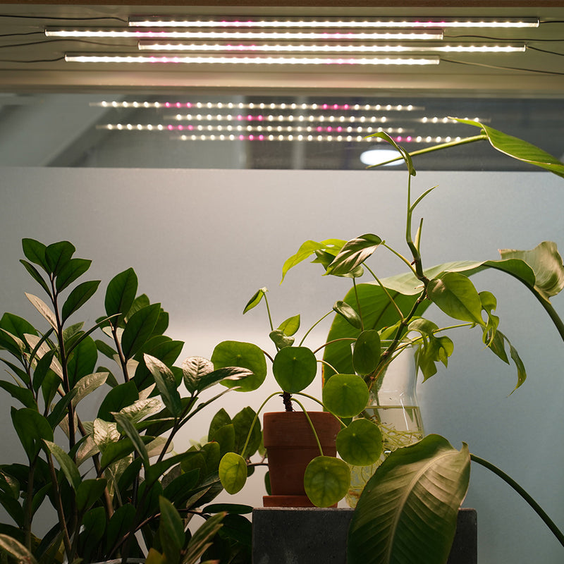ICLE 植物育成LEDバー フルスペクトル Samsung LEDチップ搭載 観葉植物 室内栽培 水耕栽培 家庭菜園 棚下 簡単取り付け 省エネ 韓国製
