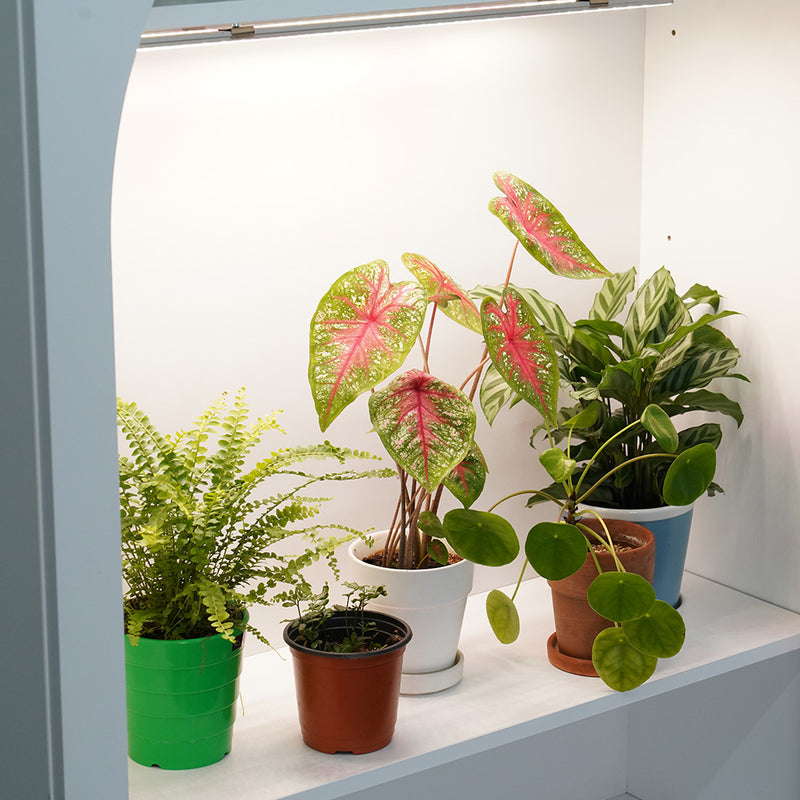 ICLE 植物育成LEDバー フルスペクトル Samsung LEDチップ搭載 観葉植物 室内栽培 水耕栽培 家庭菜園 棚下 簡単取り付け 省エネ 韓国製